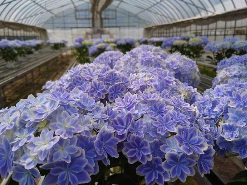 吉賀町の花き栽培