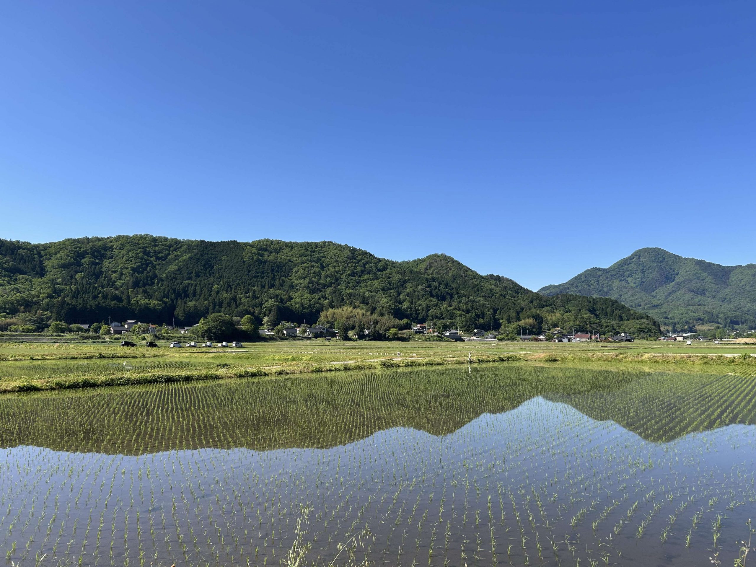 吉賀町の米